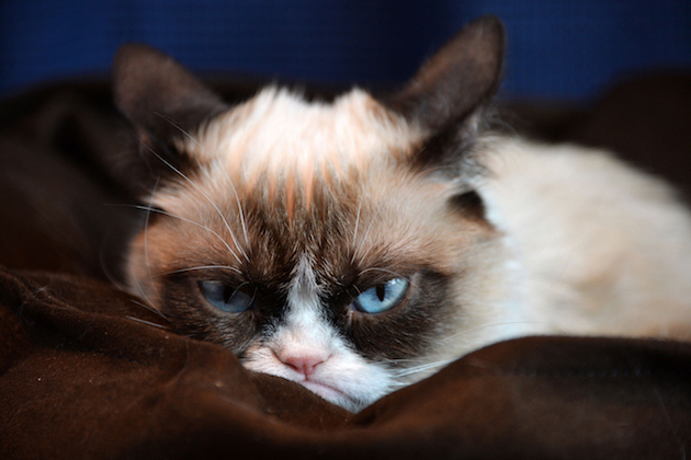 Picture of grumpy cat